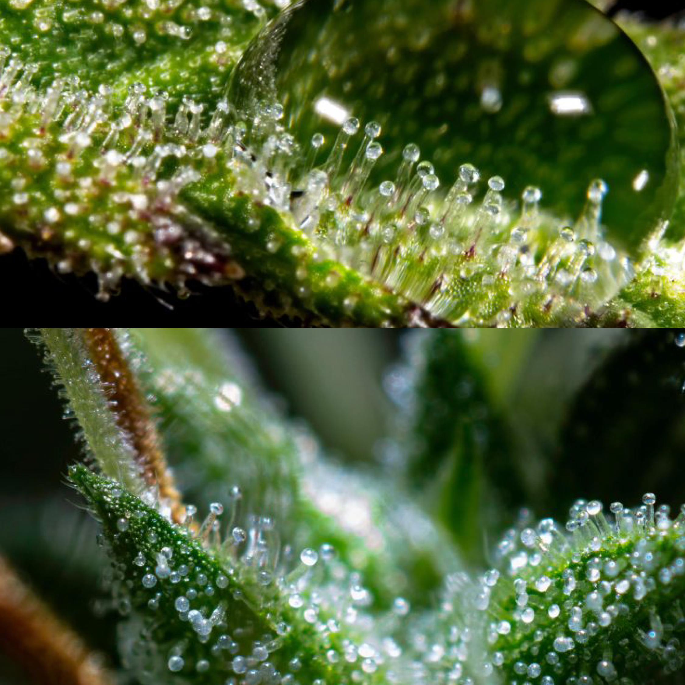 El Efecto Séquito (Entourage Effect)